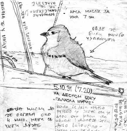 fear of birds drawing by Arsenije Jovanovic