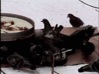 doves are grey - documentation