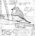 fear of birds drawing by Arsenije Jovanovic